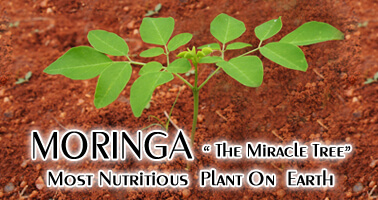 moringa leaves